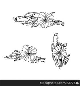 Hand- drawn medicinal herbs. Marshmallow officinalis (althea officinalis). Vector sketch illustration.. Medicinal herbs. Marshmallow officinalis. Sketch illustration.