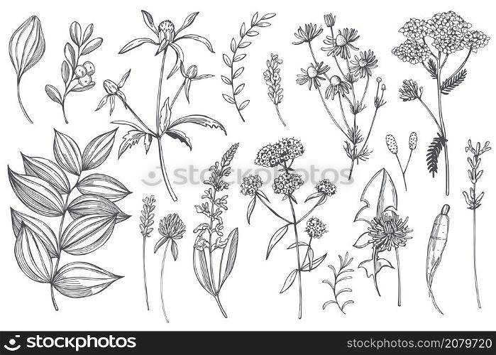 Hand drawn medicinal herbs set. Vector sketch illustration.. Medicinal herbs. Sketch illustration.