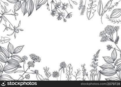 Hand drawn medicinal herbs. Vector background. Sketch illustration.. Medicinal herbs. Vector background.