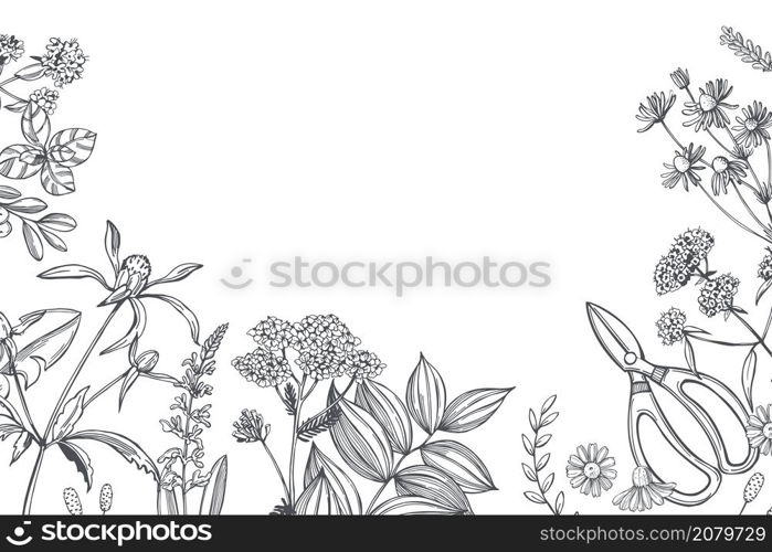 Hand drawn medicinal herbs. Vector background. Sketch illustration.. Medicinal herbs. Vector background.