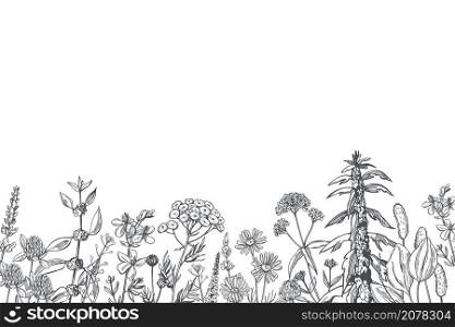 Hand drawn medicinal herbs. Vector background. Sketch illustration.. Vector background with medicinal herbs.
