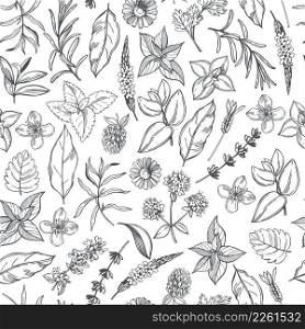 Hand-drawn medicinal herbs.  Vector  seamless pattern. . Medicinal herbs. Vector  pattern. 