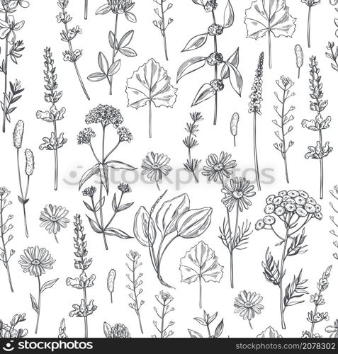 Hand drawn medicinal herbs. Vector seamless pattern. . Medicinal herbs. Vector seamless pattern.