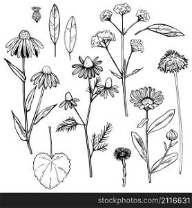 Hand drawn medicinal herbs.Vector sketch illustration.