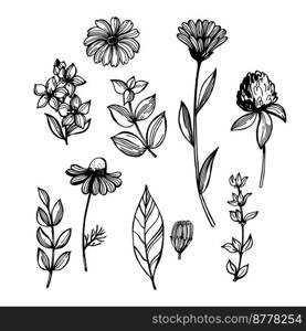 Hand-drawn medicinal herbs.  Vector sketch  illustration.. Medicinal herbs. Sketch  illustration.