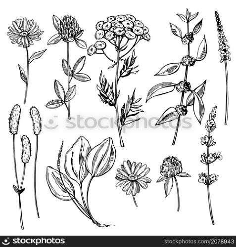 Hand drawn medicinal herbs.Vector sketch illustration.. Medicinal herbs.Vector sketch illustration.
