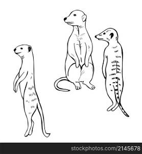Hand drawn meerkats. Vector sketch illustration.