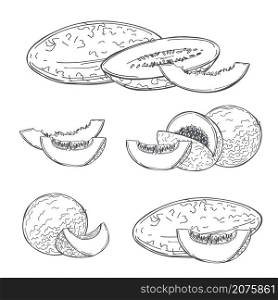 Hand drawn melon on white background. Vector sketch illustration.. Melon. Vector illustration.