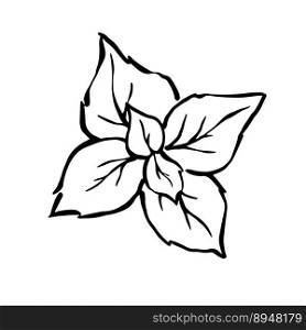 Hand drawn mint leaves from high view point monochrome outline illustration, pepermint vector drawing