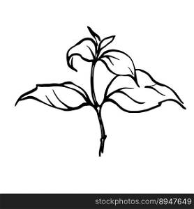Hand drawn mint sprig monochrome outline illustration, pepermint plant vector drawing.