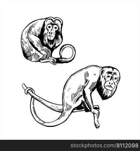 Hand-drawn monkeys of South America. Howler monkey  Alouatta .  Vector sketch  illustration.. Monkeys of South America. Sketch  illustration.