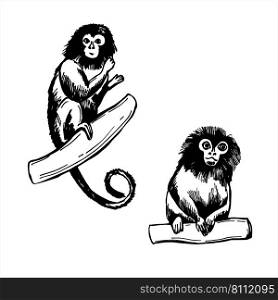 Hand-drawn monkeys of South America. Pygmy marmoset  Cebuella pygmaea .  Vector sketch  illustration.. Monkeys of South America. Sketch  illustration.