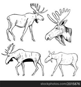 Hand drawn moose. Vector sketch illustration.