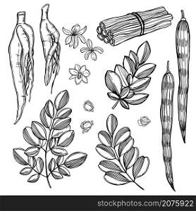 Hand drawn moringa oleifera. Roots, fruits, seeds and leaves on white background. Vector sketch illustration.. Moringa oleifera. Vector illustration.