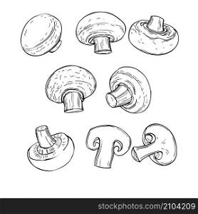 Hand drawn mushrooms. Champignons on white background. Vector sketch illustration.. Hand drawn mushrooms. Vector illustration.