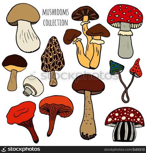 Hand drawn mushrooms collection in color. Edible and fungus mushrooms doodle skethes vector set