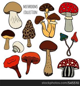 Hand drawn mushrooms collection in color. Edible and fungus mushrooms doodle skethes vector set