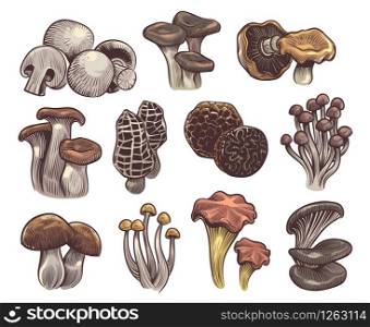 Hand drawn mushrooms. Colorful sketch forest mushroom champignon and truffle, trumpet and chanterelle, shiitake, organic vegetarian vector gourmet product. Hand drawn mushrooms. Colorful sketch mushroom champignon and truffle, trumpet and chanterelle, shiitake, organic vegetarian vector product