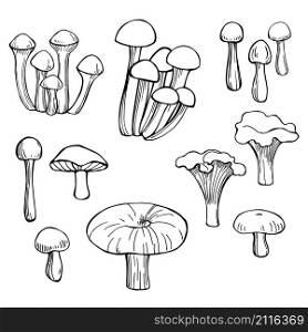 Hand drawn mushrooms. Vector sketch illustration.