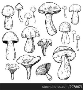 Hand drawn mushrooms. Vector sketch illustration.. Hand drawn mushrooms.