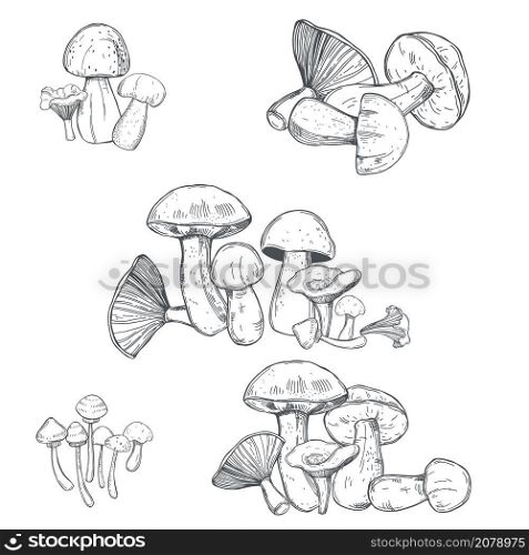 Hand drawn mushrooms. Vector sketch illustration.. Hand drawn mushrooms. Vector illustration.