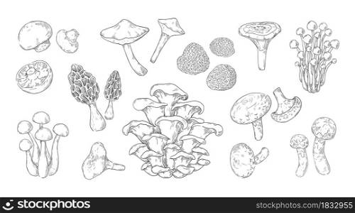 Hand drawn mushrooms. Vintage sketch of champignon and oyster fungus. Isolated shiitake and truffle. Gourmet morel. Forest chanterelles and porcini. Vector engraving of vegetable food plants set. Hand drawn mushrooms. Vintage sketch of champignon and oyster fungus. Shiitake and truffle. Gourmet morel. Forest chanterelles and porcini. Vector engraving of vegetable plants set