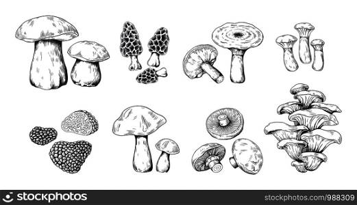 Hand drawn mushrooms. Vintage sketch of porcini portobello fungus morel truffle and oyster mushrooms. Vector illustration isolated doodle engraved variety raw fungus set on white background. Hand drawn mushrooms. Vintage sketch of porcini portobello fungus morel truffle and oyster mushrooms. Vector doodle set