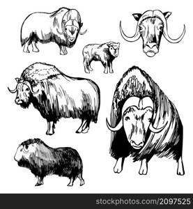 Hand-drawn Musk ox (Ovibos moschatus). Vector sketch illustration. . Musk ox (Ovibos moschatus). Sketch illustration.