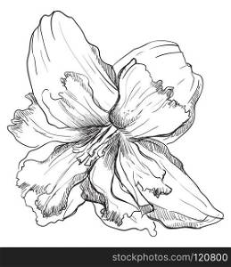 Hand drawn Narcissus flower. Vector monochrome illustration isolated on white background.