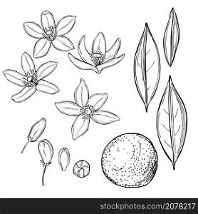 Hand drawn Neroli (Citrus aurantium).Orange flowers. Vector sketch illustration.. Neroli ,Orange flowers. Vector illustration.