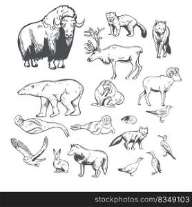 Hand-drawn northern animals and birds.Vector sketch  illustration.. Northern animals and birds. Sketch  illustration.