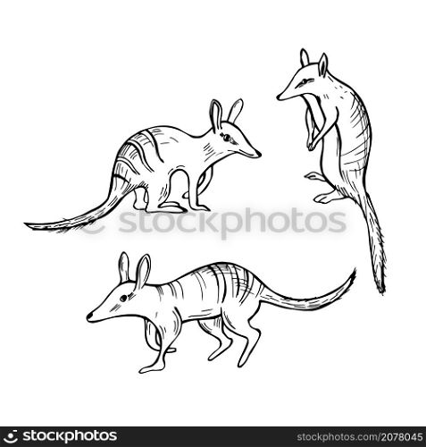 Hand drawn Numbat, Marsupial Anteater (Myrmecobius fasciatus). Vector sketch illustration.. Numbat, Marsupial Anteater. Vector illustration.