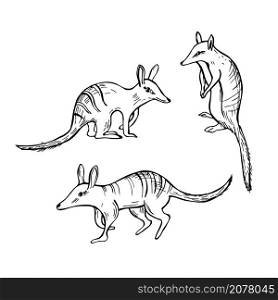Hand drawn Numbat, Marsupial Anteater (Myrmecobius fasciatus). Vector sketch illustration.. Numbat, Marsupial Anteater. Vector illustration.
