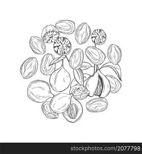 Hand drawn nutmeg in a circle. Vector sketch illustration.. Hand drawn nutmeg. Vector illustration.