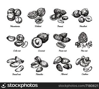 Hand drawn nuts and seeds. Doodle sketch peanut, hazelnut and cashew isolated vector set. Illustration of walnut vegetarian, almond healthy and pistachio. Hand drawn nuts and seeds. Doodle sketch peanut, hazelnut and cashew isolated vector set