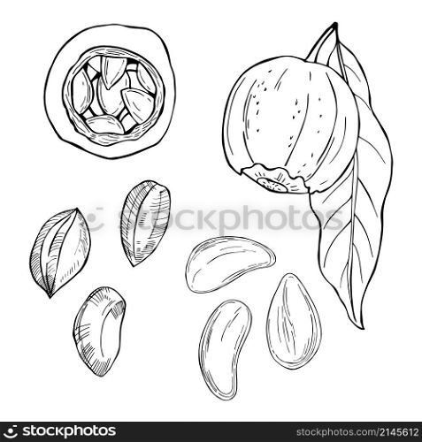 Hand drawn nuts. Brazilian nut. Vector sketch illustration.. Hand drawn nuts. Vector sketch illustration.