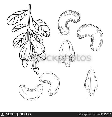 Hand drawn nuts. Cashew nuts. Vector sketch illustration.. Hand drawn nuts. Vector sketch illustration.