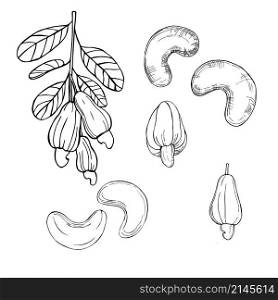 Hand drawn nuts. Cashew nuts. Vector sketch illustration.. Hand drawn nuts. Vector sketch illustration.