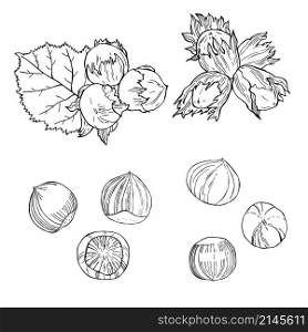 Hand drawn nuts. Hazelnut nut. Vector sketch illustration.. Hand drawn nuts. Vector sketch illustration.