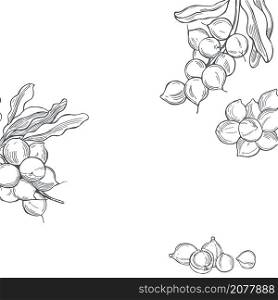 Hand drawn nuts. Macadamia. Vector background. Sketch illustration. . Macadamia. Vector background.