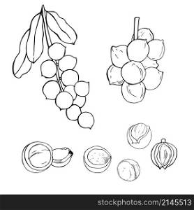 Hand drawn nuts.Macadamia. Vector sketch illustration.. Hand drawn nuts. Vector sketch illustration.