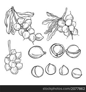 Hand drawn nuts. Macadamia. Vector sketch illustration.. Macadamia. Vector illustration.
