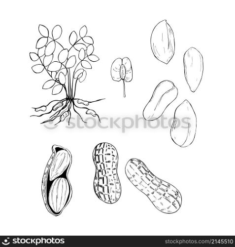 Hand drawn nuts.Peanuts. Vector sketch illustration.. Hand drawn nuts. Vector sketch illustration.