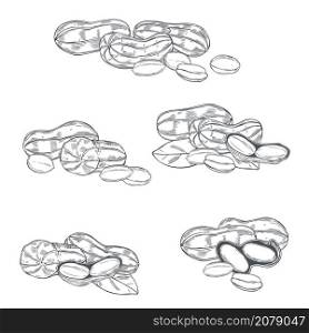 Hand drawn nuts. Peanuts. Vector sketch illustration.. Hand drawn peanuts. Vector illustration.