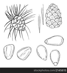 Hand drawn nuts. Pine nut. Vector sketch illustration.. Hand drawn nuts. Vector sketch illustration.