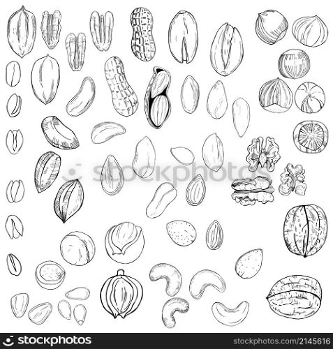 Hand drawn nuts. Vector sketch illustration.