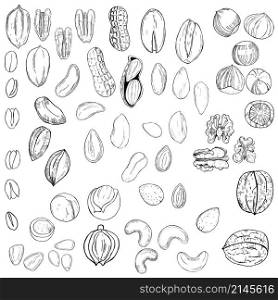 Hand drawn nuts. Vector sketch illustration.