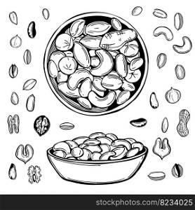 Hand-drawn nuts.  Vector sketch  illustration. . Nuts. Sketch  illustration. 