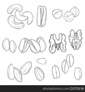 Hand drawn nuts. Vector sketch illustration.. Nuts. Vector illustration.