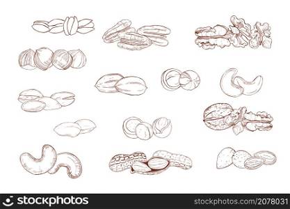 Hand drawn nuts. Vector sketch illustration.. Nuts. Vector illustration.